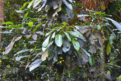 Fahrenheitia zeylanica